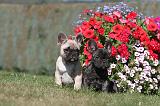 BOULEDOGUE FRANCAIS 129